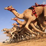 CAMEL-RACING-01