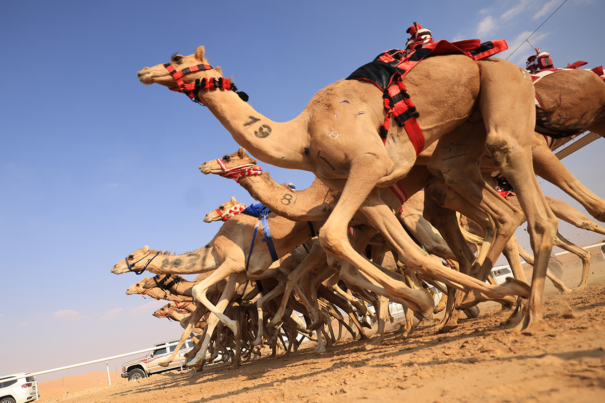 CAMEL-RACING-01