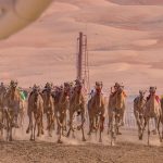 CAMEL-RACING-02