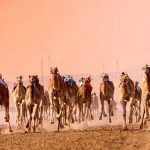 CAMEL-RACING-04